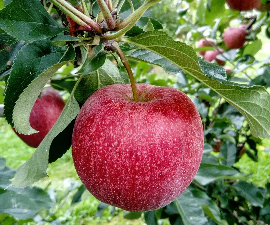 Apples