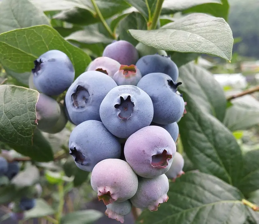 Blueberries