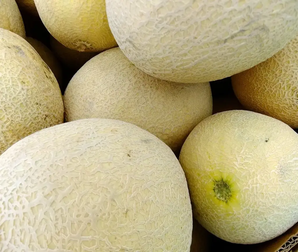 Honeydew Melon