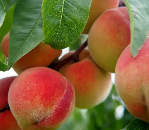Peaches