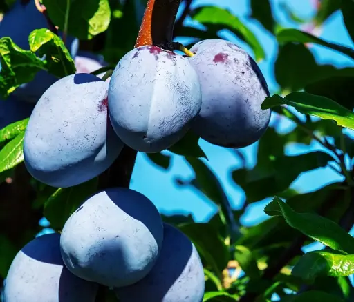Plums