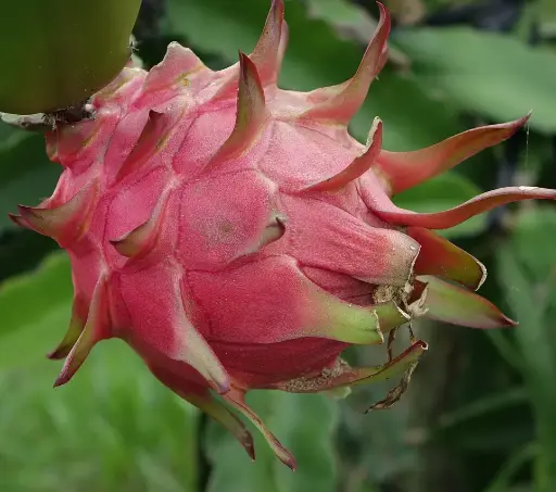 Dragon Fruit