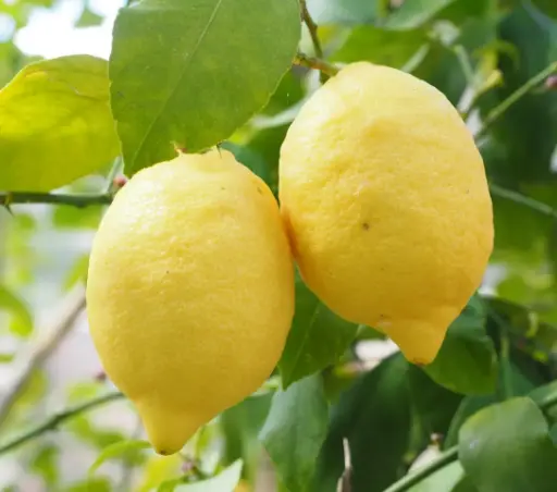 Lemons