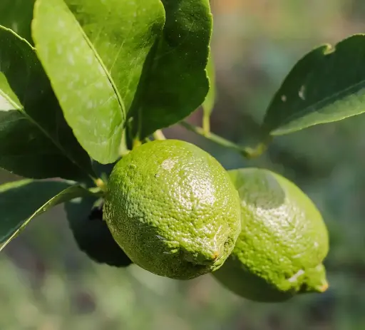 Limes