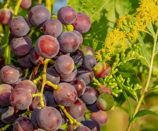 Red Grapes