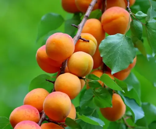 Fresh Apricots