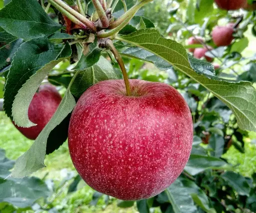 Apples