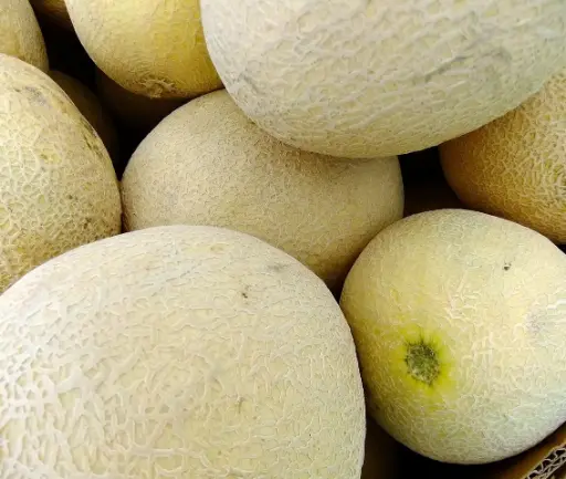 Honeydew Melon